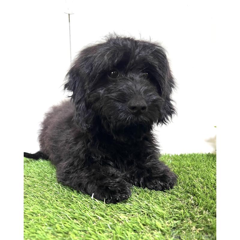 販売中の埼玉県のミックス犬-450722の2枚目