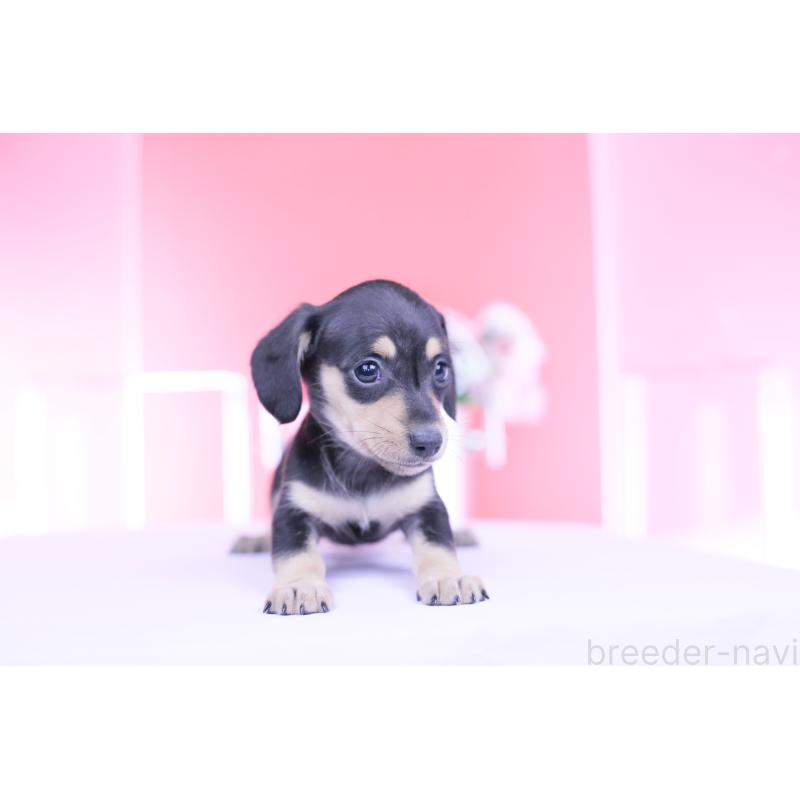 販売中の愛知県のカニンヘンダックスフンド(スムースヘアード)-450723の12枚目