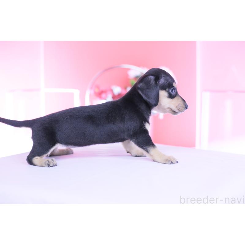 販売中の愛知県のカニンヘンダックスフンド(スムースヘアード)-450723の11枚目