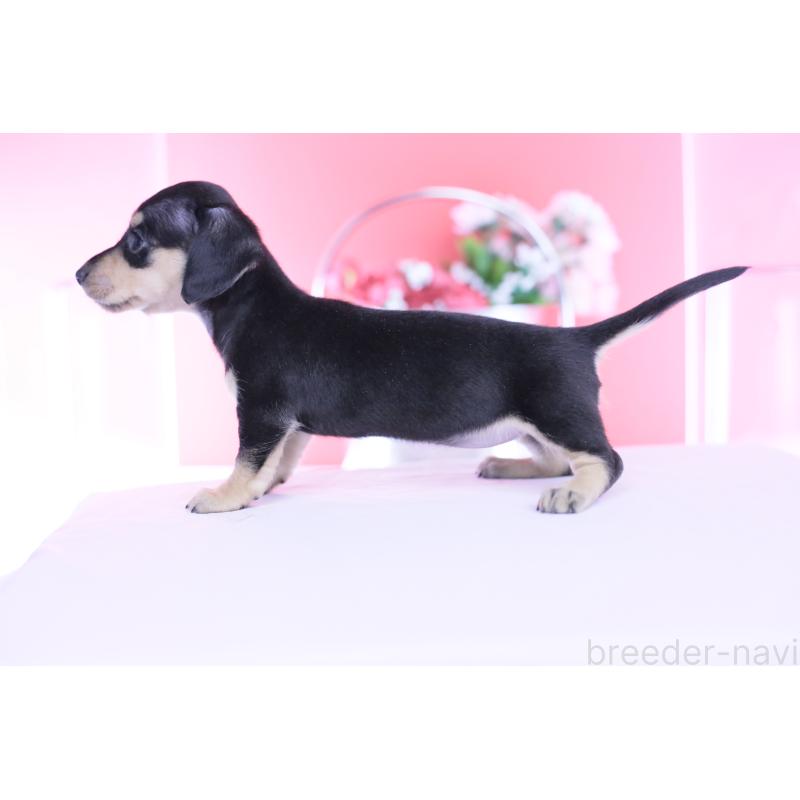 販売中の愛知県のカニンヘンダックスフンド(スムースヘアード)-450723の8枚目