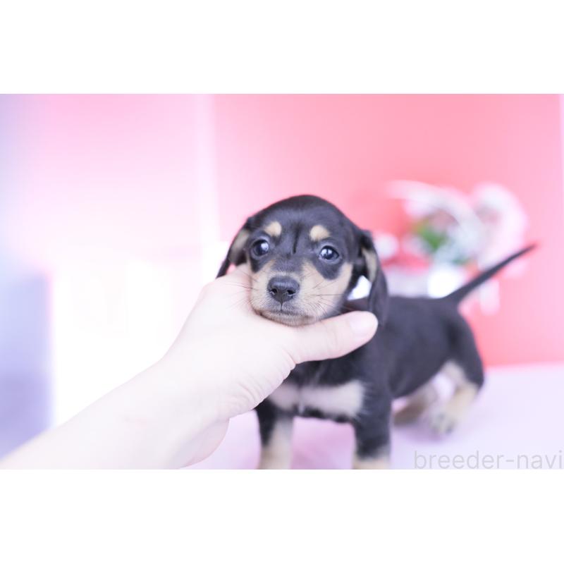 販売中の愛知県のカニンヘンダックスフンド(スムースヘアード)-450723の7枚目