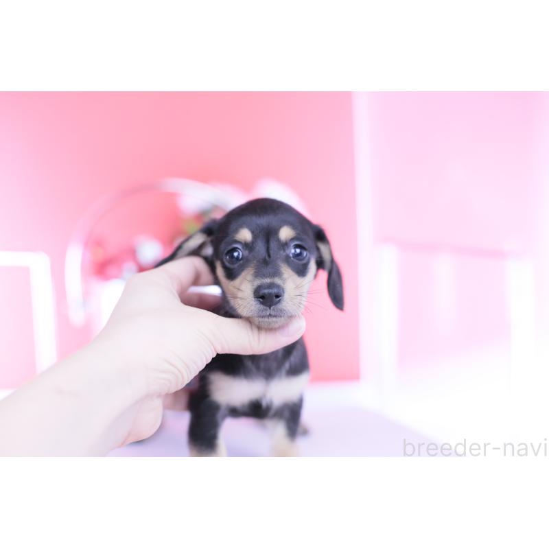 販売中の愛知県のカニンヘンダックスフンド(スムースヘアード)-450723の3枚目