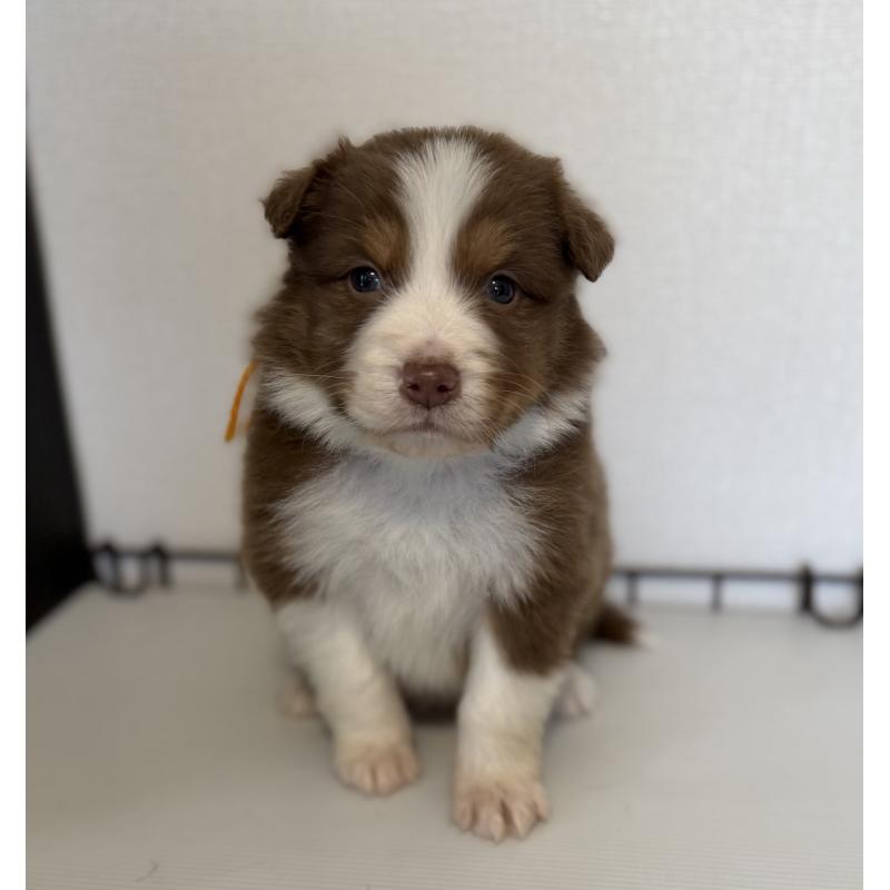 販売中の山梨県のオーストラリアンシェパード-444635