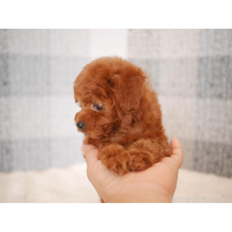 販売中の福岡県のトイプードル-450724の4枚目