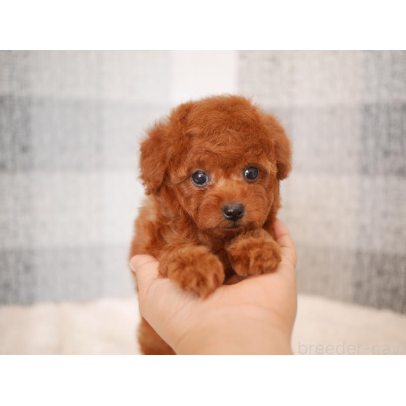 販売中の福岡県のトイプードル-450724の3枚目