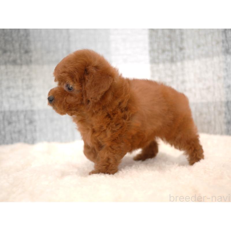 販売中の福岡県のトイプードル-450724の2枚目