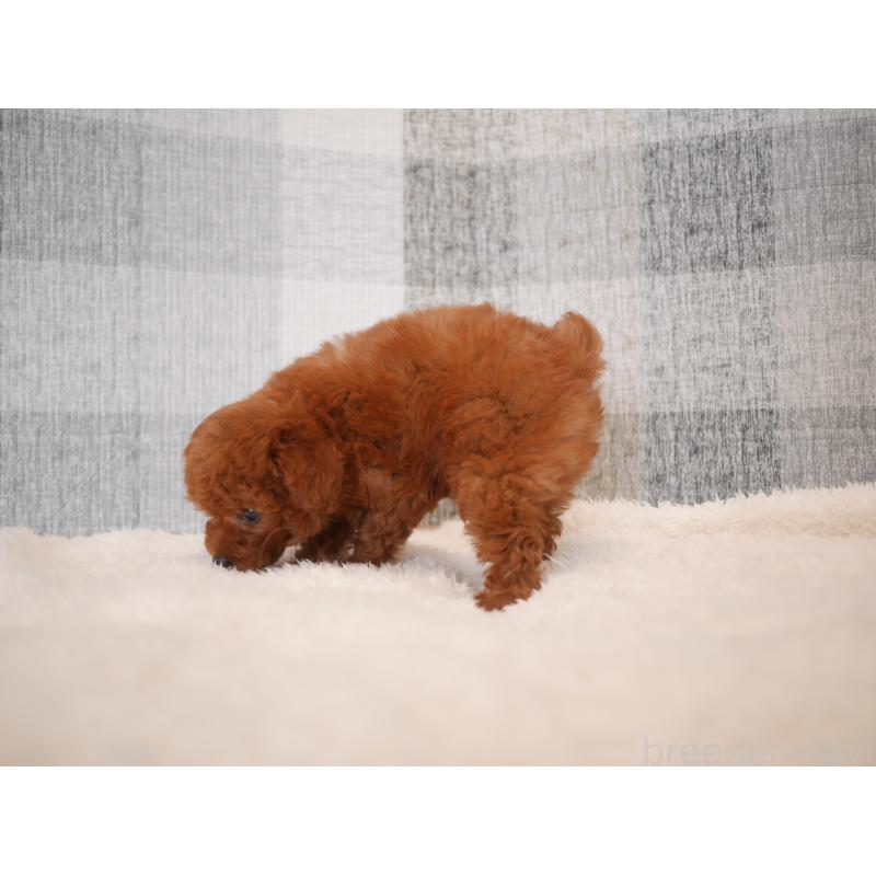 販売中の福岡県のトイプードル-450725の6枚目