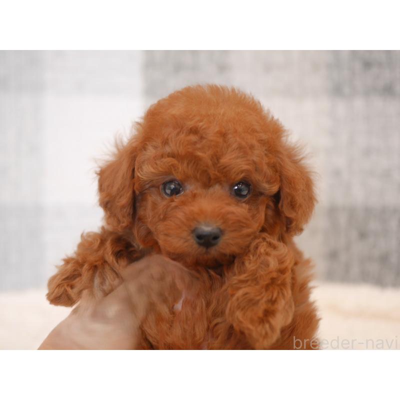 販売中の福岡県のトイプードル-450725の5枚目