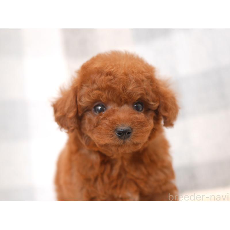 販売中の福岡県のトイプードル-450725の3枚目