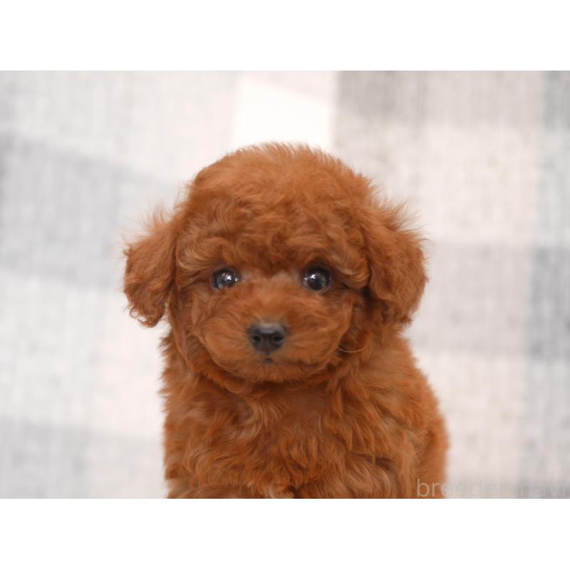 販売中の福岡県のトイプードル-450725の2枚目