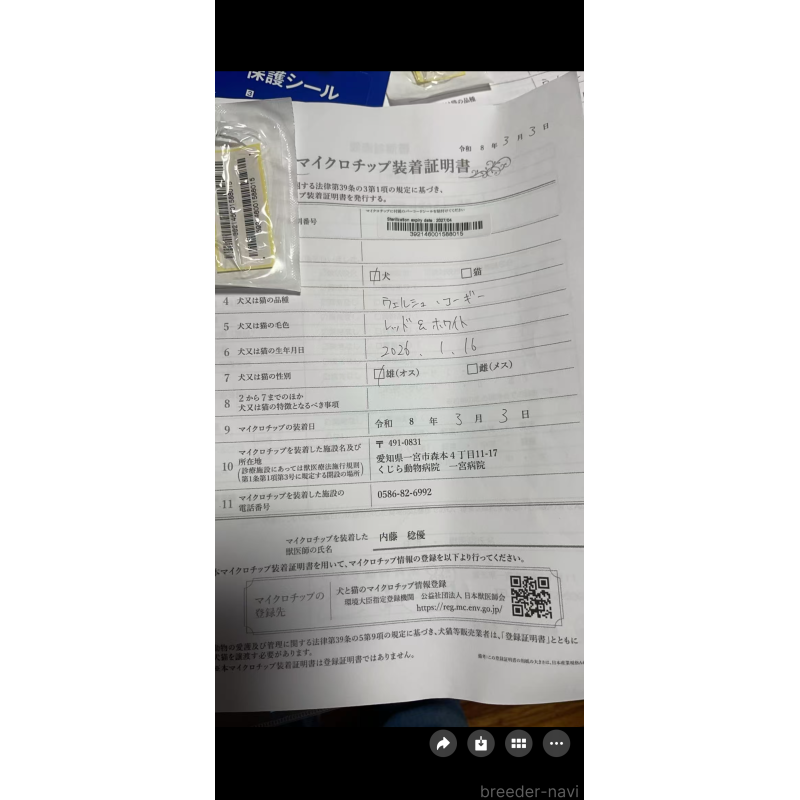 販売中の岐阜県のウェルシュコーギーペンブローク-450726の7枚目