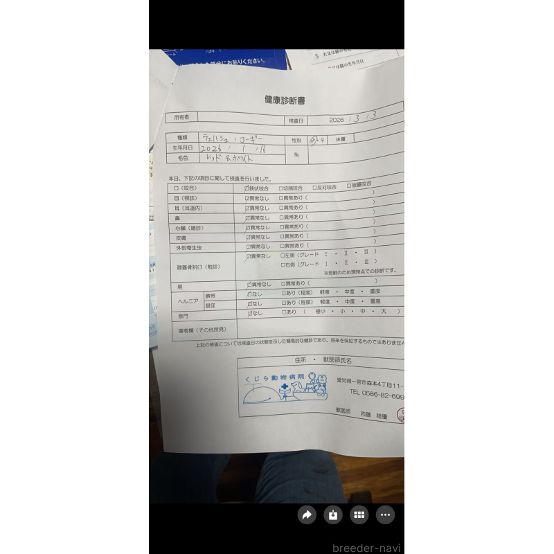 販売中の岐阜県のウェルシュコーギーペンブローク-450726の6枚目
