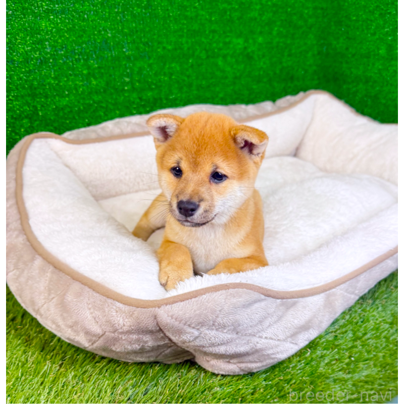 販売中の広島県の豆柴-450727の10枚目