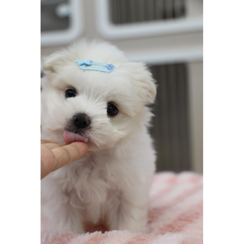 販売中の大阪府のマルチーズ-450731の9枚目