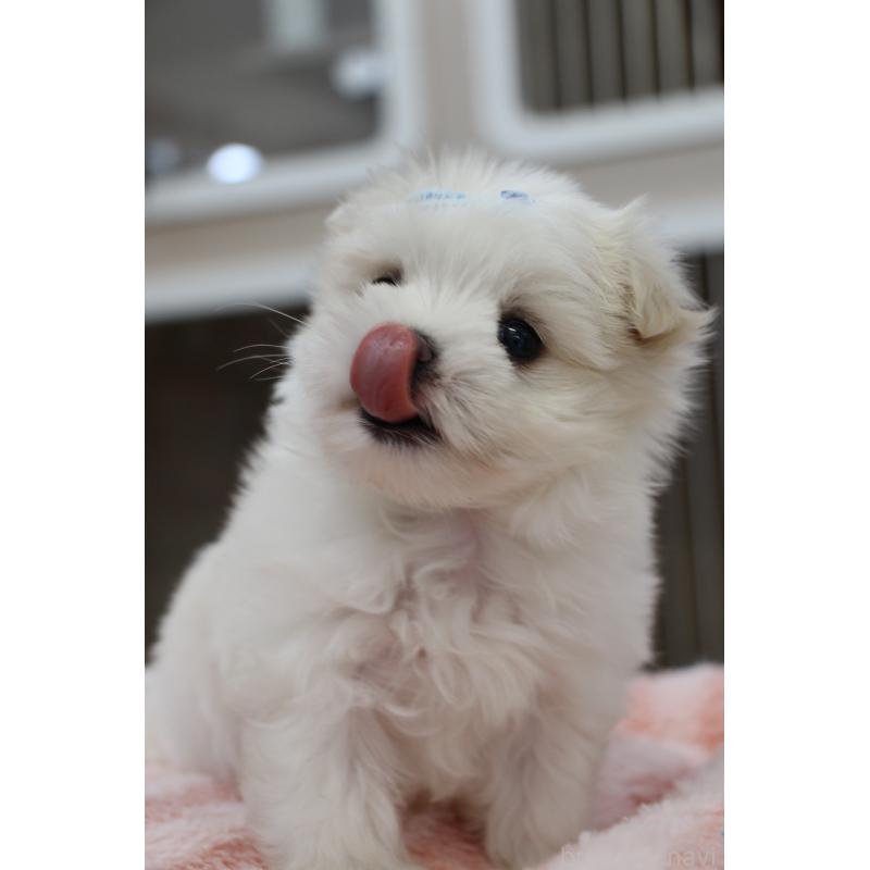 販売中の大阪府のマルチーズ-450731の8枚目