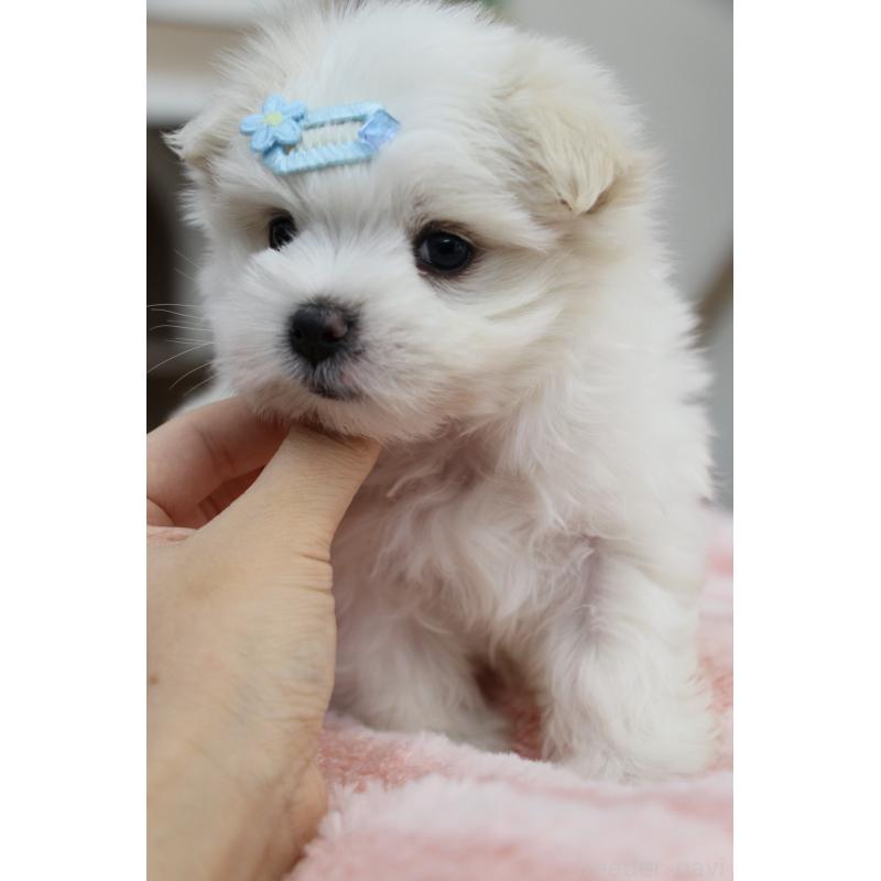 販売中の大阪府のマルチーズ-450731の7枚目