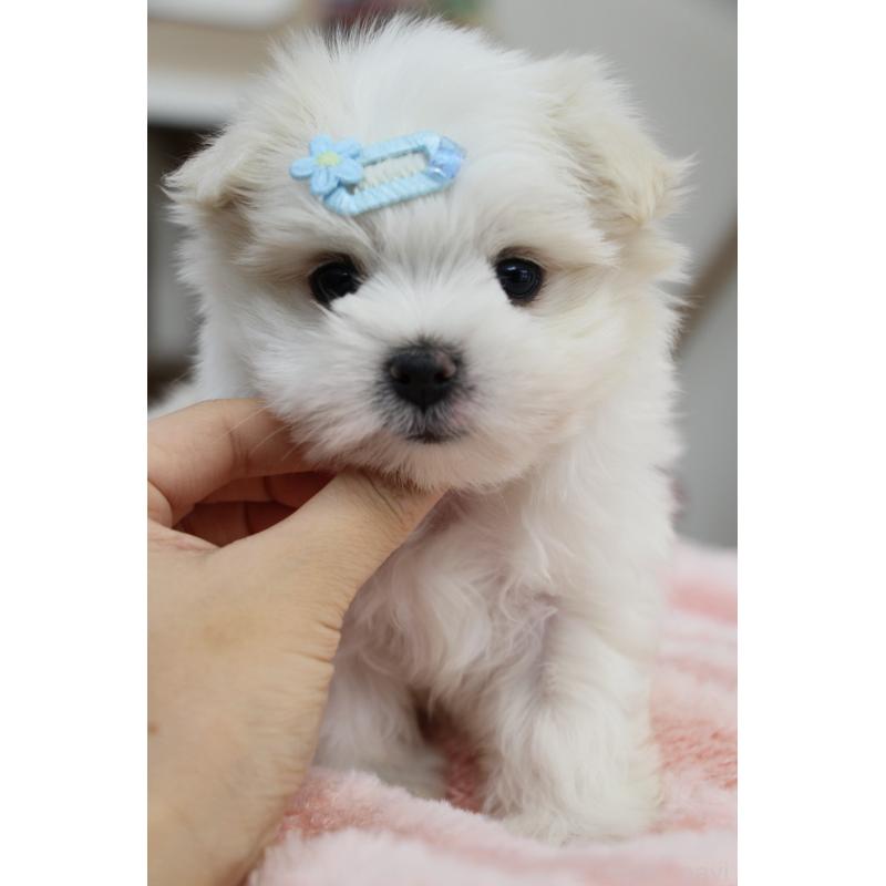 販売中の大阪府のマルチーズ-450731の6枚目