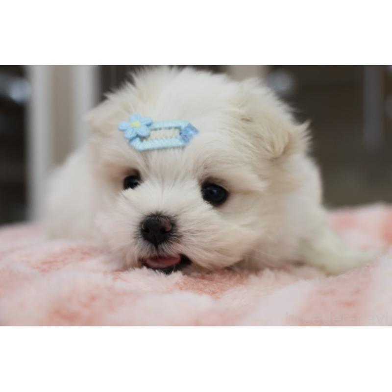 販売中の大阪府のマルチーズ-450731の5枚目