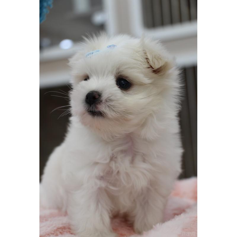 販売中の大阪府のマルチーズ-450731の4枚目