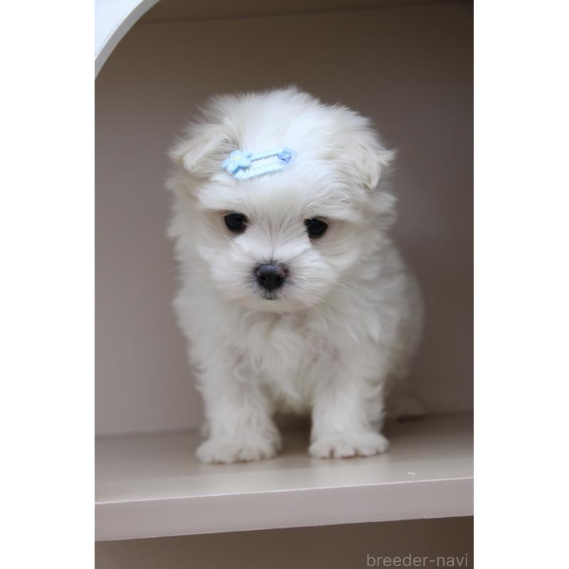 販売中の大阪府のマルチーズ-450731の3枚目