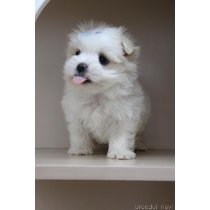 販売中の大阪府のマルチーズ-450731の2枚目