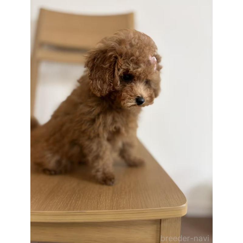 販売中の大阪府のトイプードル-450729の9枚目