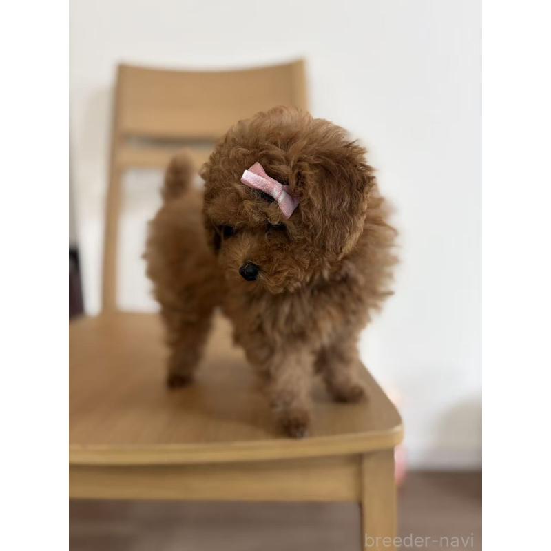 販売中の大阪府のトイプードル-450729の8枚目