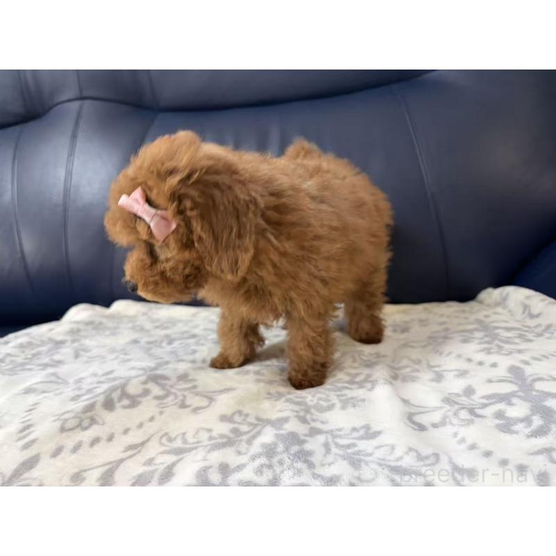 販売中の大阪府のトイプードル-450729の5枚目