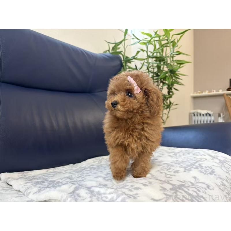 販売中の大阪府のトイプードル-450729の4枚目