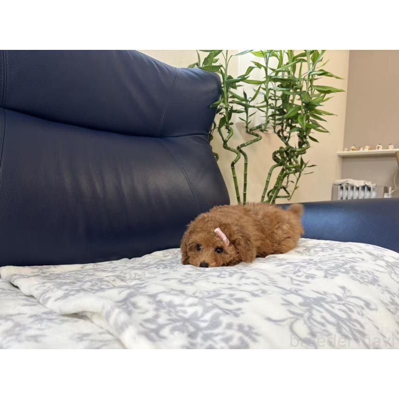 販売中の大阪府のトイプードル-450729の3枚目