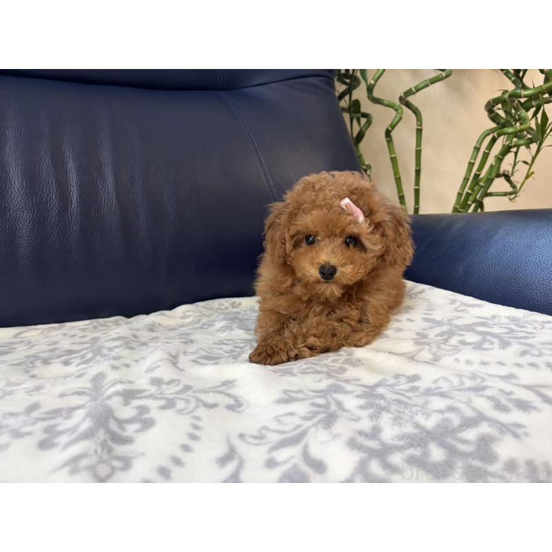 販売中の大阪府のトイプードル-450729の2枚目