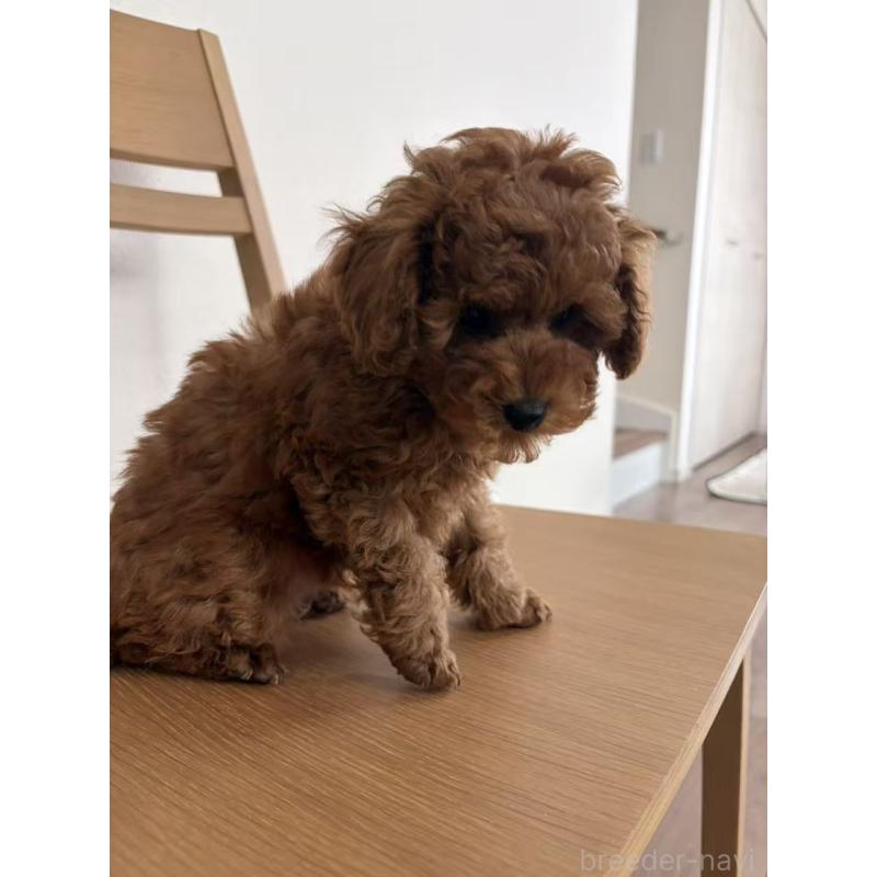 販売中の大阪府のトイプードル-450730の5枚目