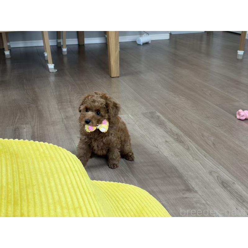 販売中の大阪府のトイプードル-450730の4枚目