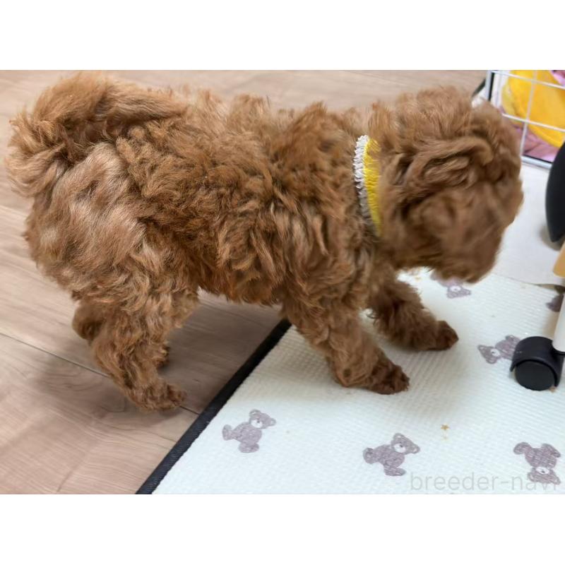 販売中の大阪府のトイプードル-450730の3枚目