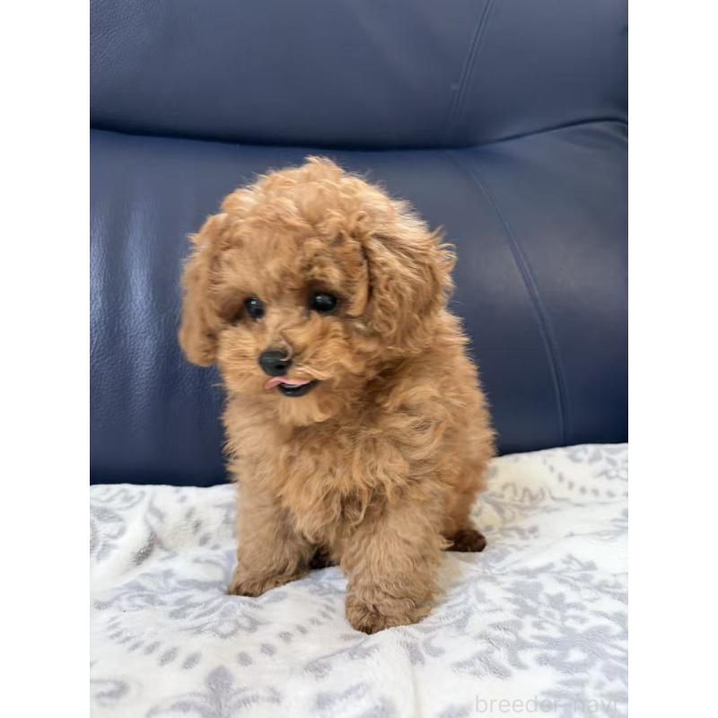 販売中の大阪府のトイプードル-450732の5枚目