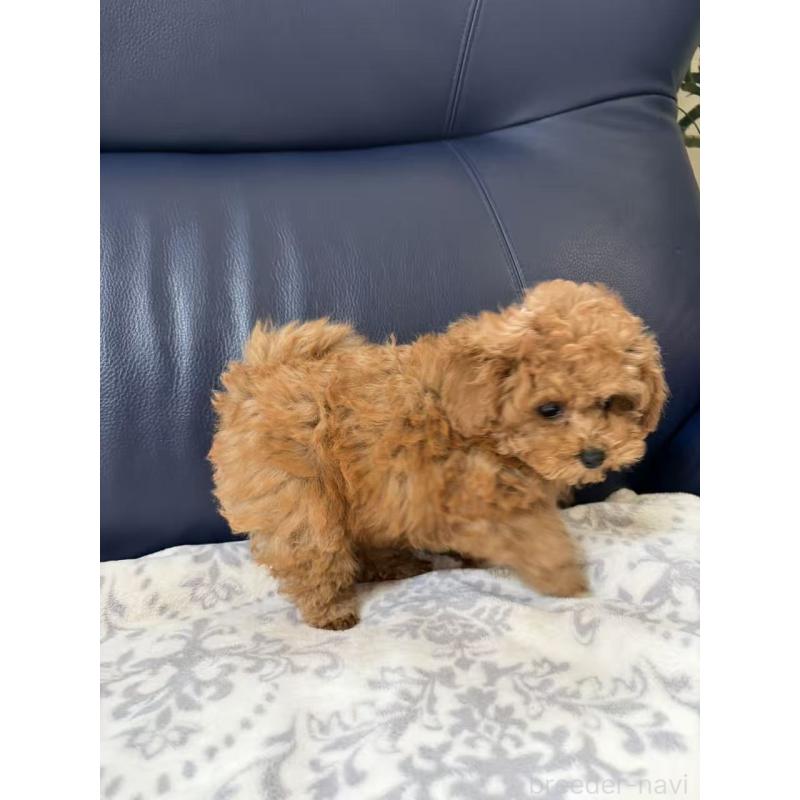 販売中の大阪府のトイプードル-450732の4枚目