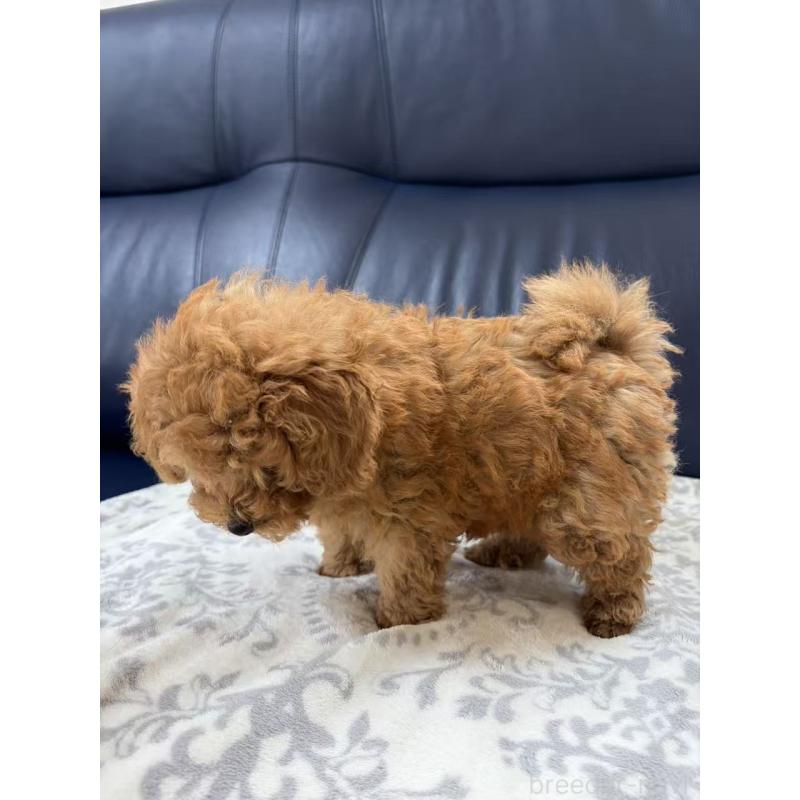 販売中の大阪府のトイプードル-450732の3枚目