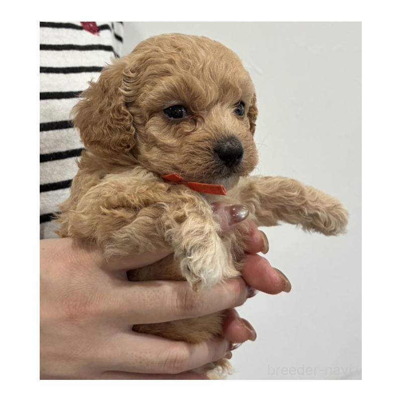 販売中の愛媛県のビションプー:ビションフリーゼ×トイプードル-450733の5枚目