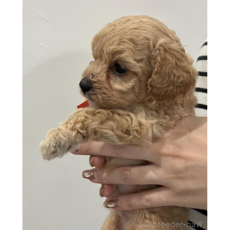 販売中の愛媛県のビションプー:ビションフリーゼ×トイプードル-450733の4枚目