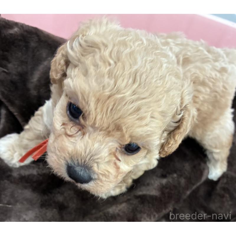 販売中の愛媛県のビションプー:ビションフリーゼ×トイプードル-450733の3枚目