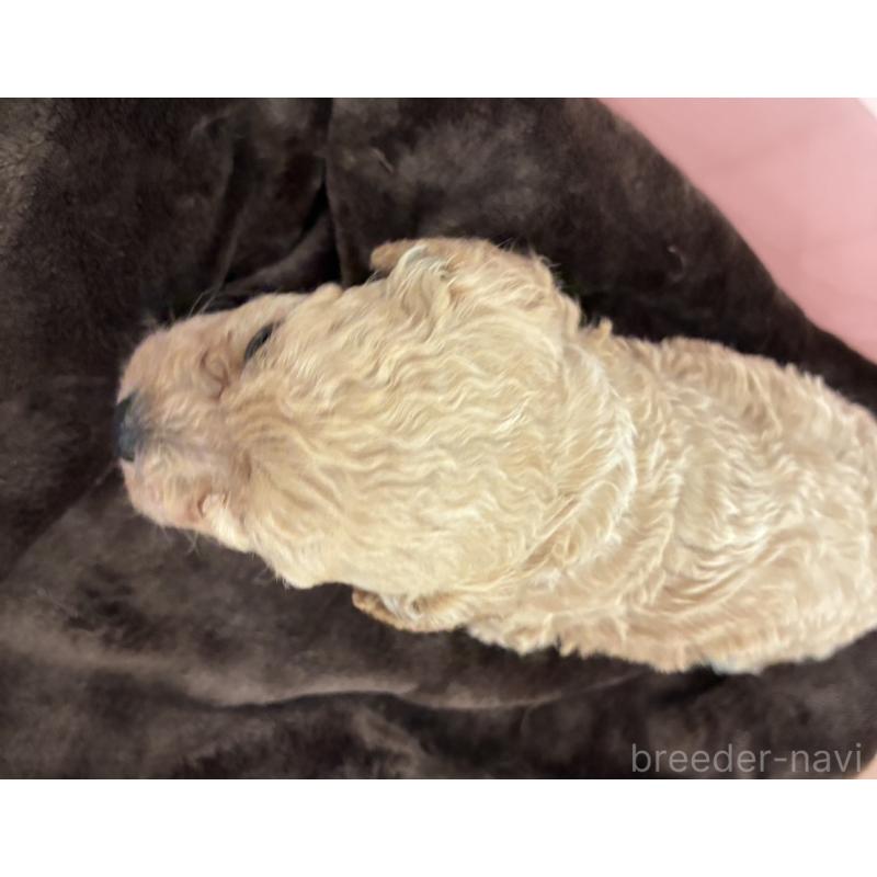 販売中の愛媛県のビションプー:ビションフリーゼ×トイプードル-450733の2枚目