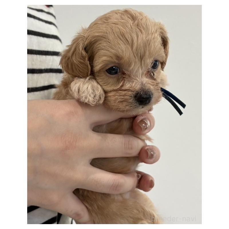 販売中の愛媛県のビションプー:ビションフリーゼ×トイプードル-450734の5枚目