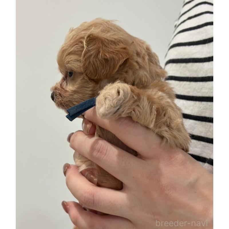 販売中の愛媛県のビションプー:ビションフリーゼ×トイプードル-450734の4枚目