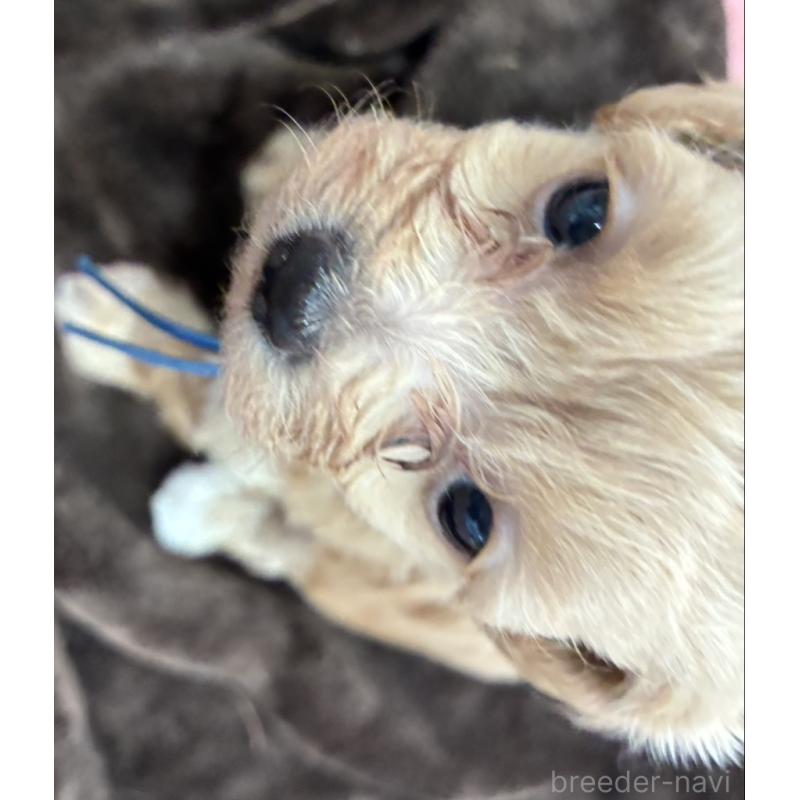 販売中の愛媛県のビションプー:ビションフリーゼ×トイプードル-450734の2枚目