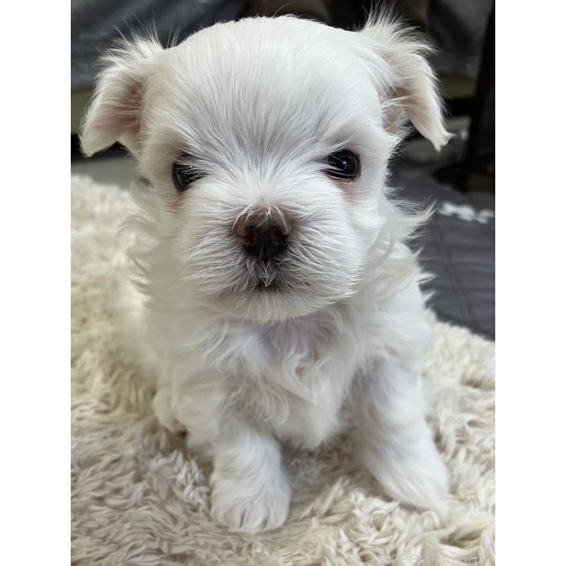 販売中の岐阜県のマルチーズ-444783