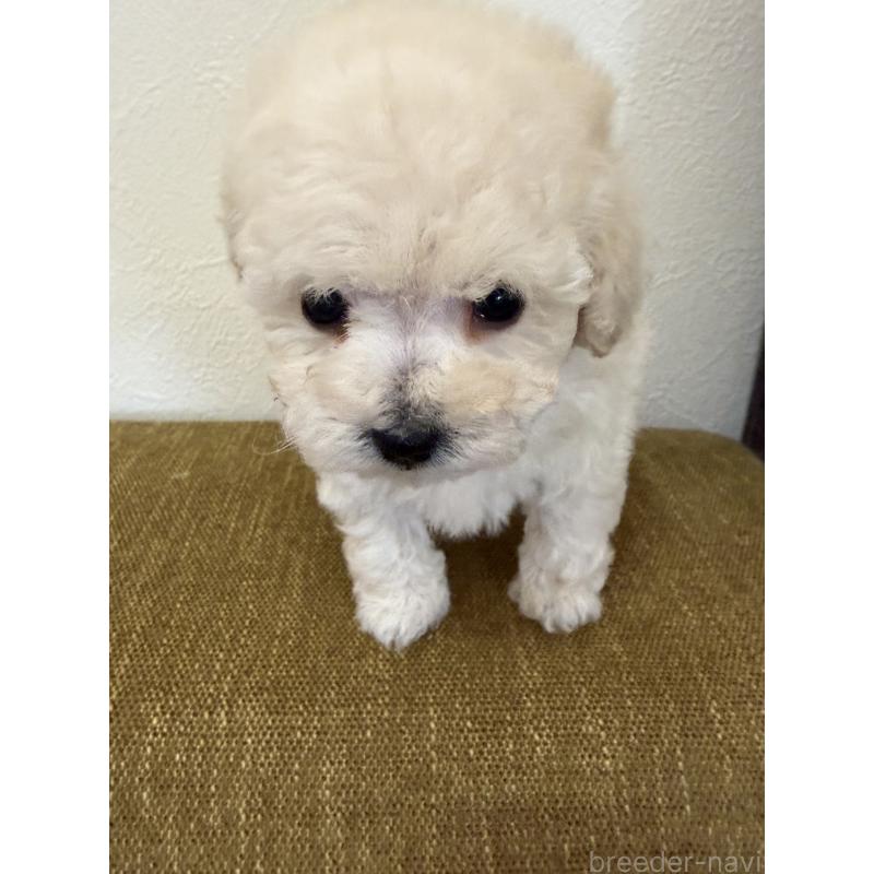販売中の滋賀県のタイニープードル-450735の5枚目
