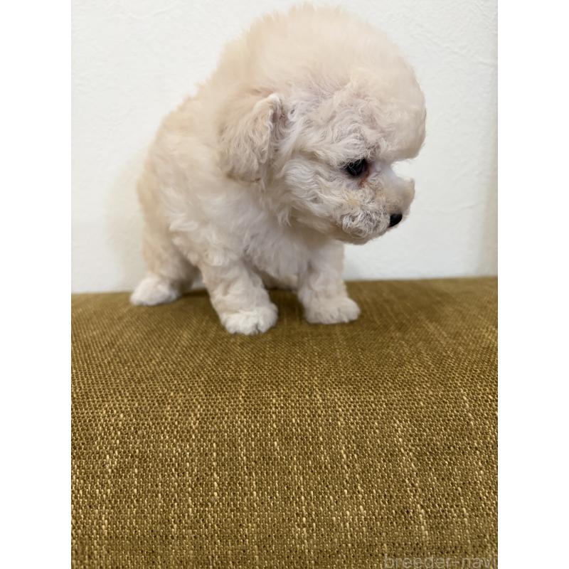 販売中の滋賀県のタイニープードル-450735の4枚目