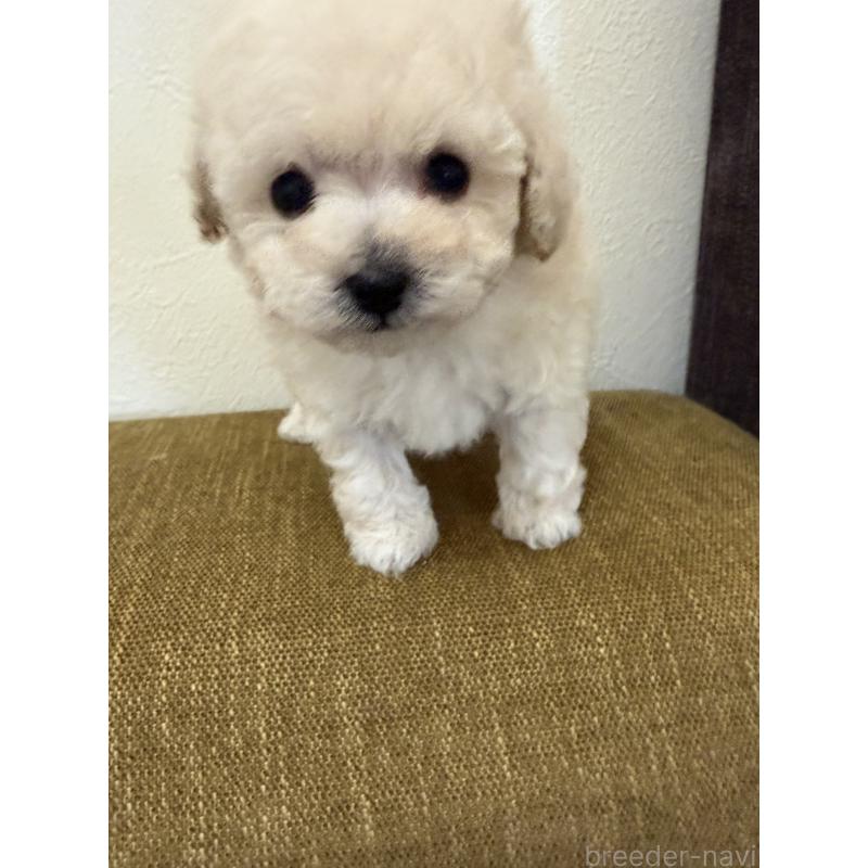 販売中の滋賀県のタイニープードル-450735の3枚目