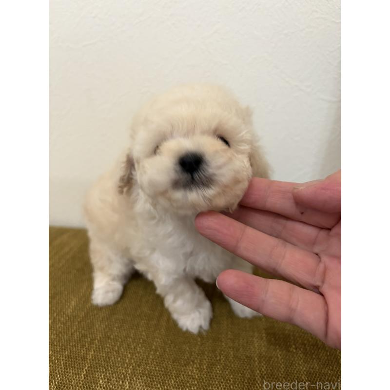 販売中の滋賀県のタイニープードル-450735の2枚目