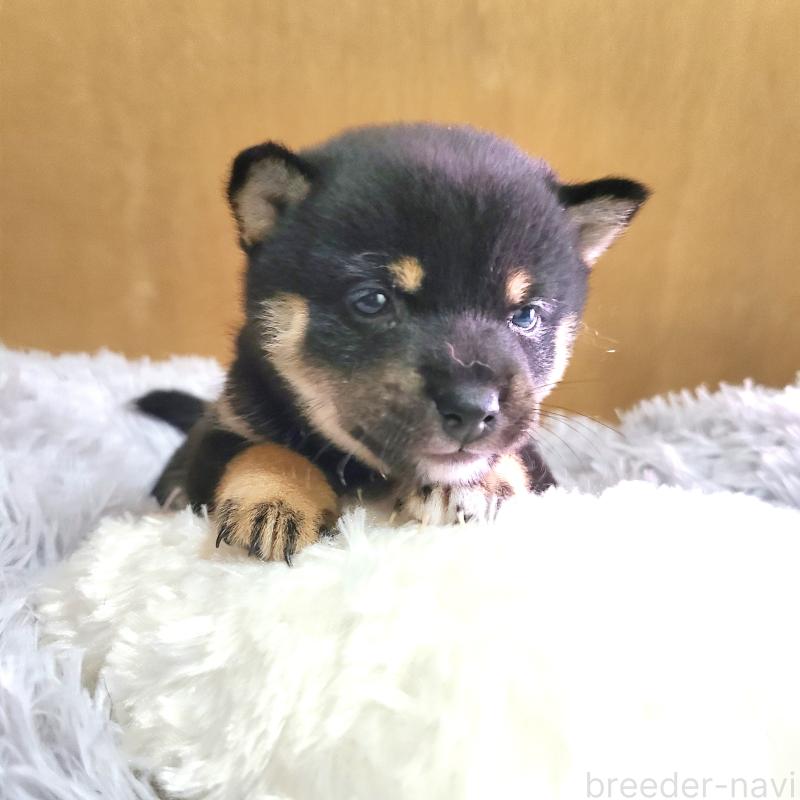 販売中の神奈川県の豆柴-450737の1枚目